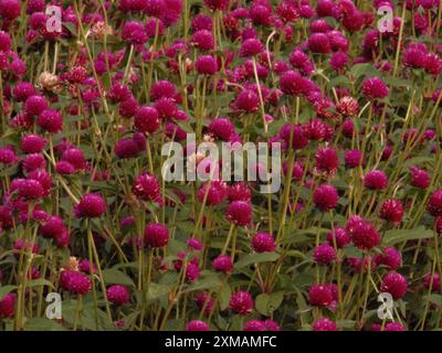 Ein Feld mit violetten Blüten mit gelben Blüten in der Mitte. Die Blumen sind in voller Blüte und sehr hübsch Stockfoto