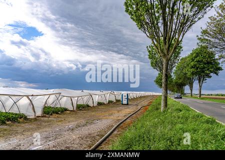 Landwirtschaft, große Flächen mit Folientunnel, für den Anbau von Erdbeeren, südlich von Loevenich, gehört zu Erkelenz, im Landkreis Stockfoto