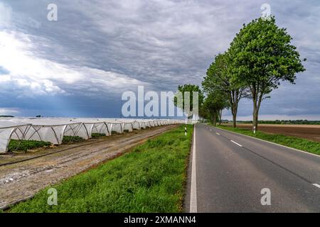 Landwirtschaft, große Flächen mit Folientunnel, für den Anbau von Erdbeeren, südlich von Loevenich, gehört zu Erkelenz, im Landkreis Stockfoto