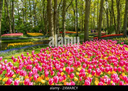 Der Keukenhof, Gärten, Vergnügungspark, Frühlingspark, Frühlingsblumenshow, in der Nähe von Lisse, Südholland, Niederlande, Tulpen-, Narzissen- und Hyazinthen-Show Stockfoto