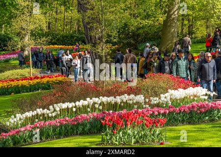 Der Keukenhof, Gärten, Vergnügungspark, Frühlingspark, Frühlingsblumenshow, in der Nähe von Lisse, Südholland, Niederlande, Tulpen-, Narzissen- und Hyazinthen-Show Stockfoto