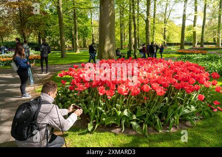 Der Keukenhof, Gärten, Vergnügungspark, Frühlingspark, Frühlingsblumenshow, in der Nähe von Lisse, Südholland, Niederlande, Tulpen-, Narzissen- und Hyazinthen-Show Stockfoto