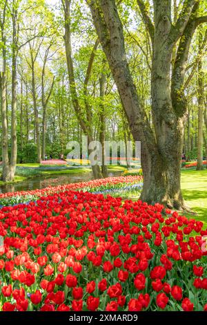 Der Keukenhof, Gärten, Vergnügungspark, Frühlingspark, Frühlingsblumenshow, in der Nähe von Lisse, Südholland, Niederlande, Tulpen-, Narzissen- und Hyazinthen-Show Stockfoto