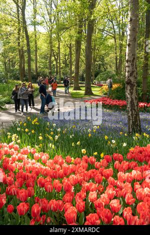 Der Keukenhof, Gärten, Vergnügungspark, Frühlingspark, Frühlingsblumenshow, in der Nähe von Lisse, Südholland, Niederlande, Tulpen-, Narzissen- und Hyazinthen-Show Stockfoto