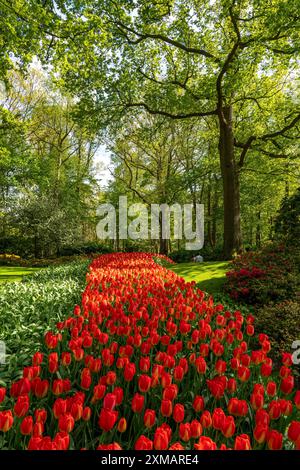 Der Keukenhof, Gärten, Vergnügungspark, Frühlingspark, Frühlingsblumenshow, in der Nähe von Lisse, Südholland, Niederlande, Tulpen-, Narzissen- und Hyazinthen-Show Stockfoto