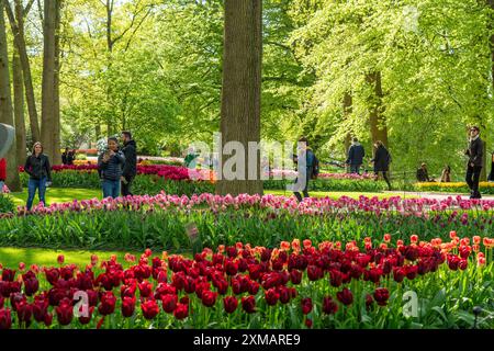 Der Keukenhof, Gärten, Vergnügungspark, Frühlingspark, Frühlingsblumenshow, in der Nähe von Lisse, Südholland, Niederlande, Tulpen-, Narzissen- und Hyazinthen-Show Stockfoto