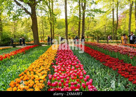 Der Keukenhof, Gärten, Vergnügungspark, Frühlingspark, Frühlingsblumenshow, in der Nähe von Lisse, Südholland, Niederlande, Tulpen-, Narzissen- und Hyazinthen-Show Stockfoto