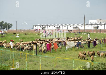 18-08-2023, Rajasthan, Indien. Schafe, die auf Gras am Straßenrand weiden, Hirten und ihre Slums Stockfoto