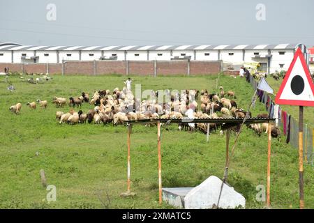18-08-2023, Rajasthan, Indien. Schafe, die auf Gras am Straßenrand weiden, Hirten und ihre Slums Stockfoto
