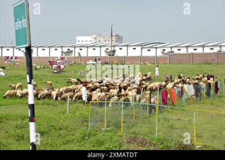 18-08-2023, Rajasthan, Indien. Schafe, die auf Gras am Straßenrand weiden, Hirten und ihre Slums Stockfoto