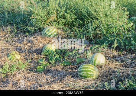 Wassermelonen, die auf einem Bauernhof wachsen und sich auf die Ernte konzentrieren, werden in einem Kopierraum dargestellt Stockfoto