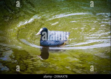 Ein schwarz-weißer eurasischer Huhn mit weißem Schnabel schwimmt in einem blau-grünen Teich in Amsterdam. Der Huhn paddelt mit den Füßen und sucht nach Nahrung unter den Stockfoto