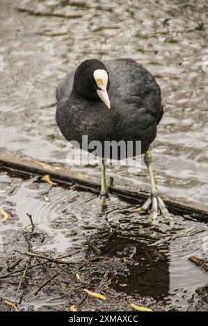 In Amsterdam steht ein schwarz-weißer Vogel, wahrscheinlich eine Schwarze Ente, auf einem Baumstamm im Wasser. Es könnte auch ein eurasischer Coot sein, eine andere Art von Wasservögeln. Stockfoto