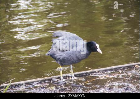 Ein eurasischer Huhn, eine Art von Wasservögeln, die in Europa und Asien verbreitet ist, steht auf einem Dock in einem friedlichen Teich in Amsterdam. Eine andere Art, diese Szene zu beschreiben Stockfoto