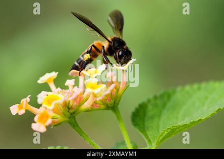 Riesige Honigbiene - APIs dorsata Stockfoto