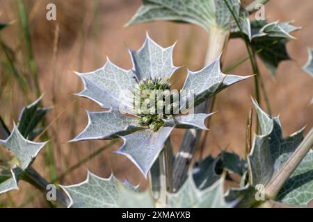 Die Sea Holly lebt in Küstengebieten. Es stabilisiert sandige Böden, verhindert Erosion, unterstützt die biologische Vielfalt und schützt Binnengebiete. Stockfoto