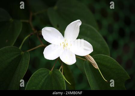 Weiße Orchideenblüte (Bauhinia acuminata) unter grünem Laub : (Bild Sanjiv Shukla) Stockfoto