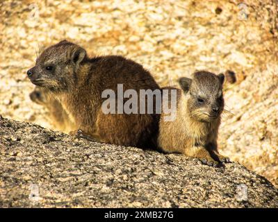 Eine Kreche Baby cape Hyrax Stockfoto