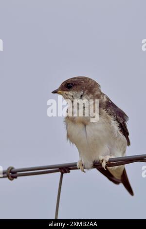 WESTERN House Martin (Delichon urbicum), Jugendlicher auf einem Drahtzaun, Mündung des Naturparks Rio Guadalhorce, Malaga, Spanien. Stockfoto