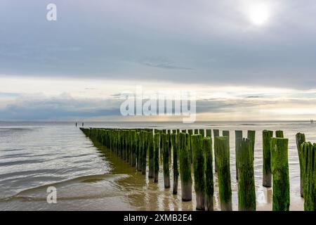 Nordseeküste in Zeeland, genannt Zeeland Riviera, Mole, aus Holzpfählen, nahe Zoutelande, Gemeinde Veere, Niederlande Stockfoto