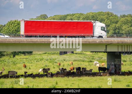 Lkw auf der Autobahn A40, Brücke über Ruhr und Styrumer Ruhrauen, Rinderherde, Weidekühe, Müelheim an der Ruhr, Norden Stockfoto