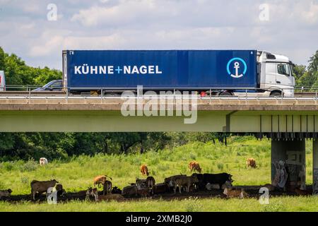 Lkw auf der Autobahn A40, Brücke über Ruhr und Styrumer Ruhrauen, Rinderherde, Weidekühe, Müelheim an der Ruhr, Norden Stockfoto