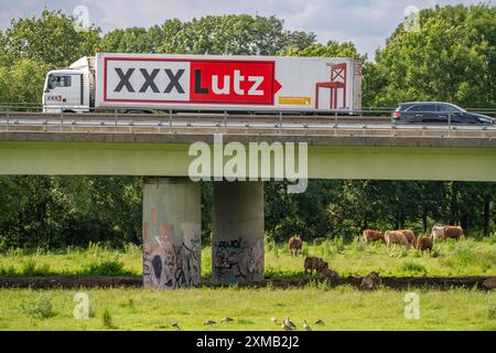 Lkw auf der Autobahn A40, Brücke über Ruhr und Styrumer Ruhrauen, Rinderherde, Weidekühe, Müelheim an der Ruhr, Norden Stockfoto
