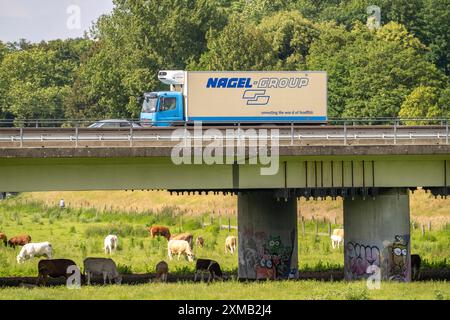 Lkw auf der Autobahn A40, Brücke über Ruhr und Styrumer Ruhrauen, Rinderherde, Weidekühe, Müelheim an der Ruhr, Norden Stockfoto