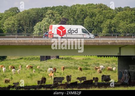 Lkw auf der Autobahn A40, Brücke über Ruhr und Styrumer Ruhrauen, Rinderherde, Weidekühe, Müelheim an der Ruhr, Norden Stockfoto