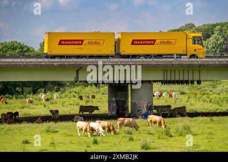 Lkw auf der Autobahn A40, Brücke über Ruhr und Styrumer Ruhrauen, Rinderherde, Weidekühe, Müelheim an der Ruhr, Norden Stockfoto