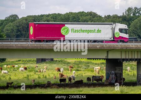 Lkw auf der Autobahn A40, Brücke über Ruhr und Styrumer Ruhrauen, Rinderherde, Weidekühe, Müelheim an der Ruhr, Norden Stockfoto