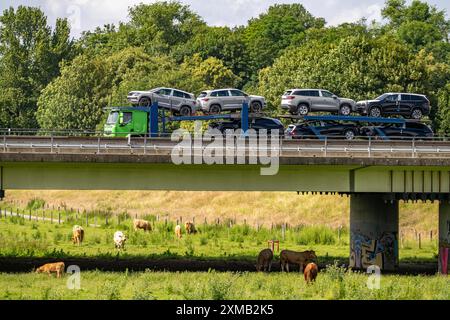 Lkw auf der Autobahn A40, Brücke über Ruhr und Styrumer Ruhrauen, Rinderherde, Weidekühe, Müelheim an der Ruhr, Norden Stockfoto