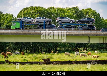 Lkw auf der Autobahn A40, Brücke über Ruhr und Styrumer Ruhrauen, Rinderherde, Weidekühe, Müelheim an der Ruhr, Norden Stockfoto