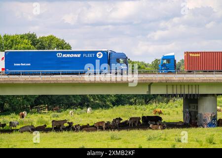 Lkw auf der Autobahn A40, Brücke über Ruhr und Styrumer Ruhrauen, Rinderherde, Weidekühe, Müelheim an der Ruhr, Norden Stockfoto