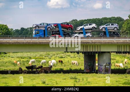 Lkw auf der Autobahn A40, Brücke über Ruhr und Styrumer Ruhrauen, Rinderherde, Weidekühe, Müelheim an der Ruhr, Norden Stockfoto