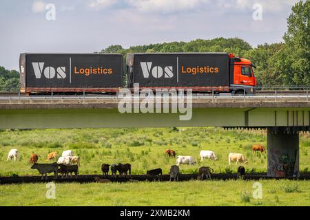 Lkw auf der Autobahn A40, Brücke über Ruhr und Styrumer Ruhrauen, Rinderherde, Weidekühe, Müelheim an der Ruhr, Norden Stockfoto