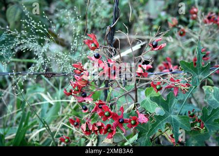 Farges' Harlekin glorybower (Clerodendrum trichotomum var. Fargesii) in Blüte : (Bild Sanjiv Shukla) Stockfoto