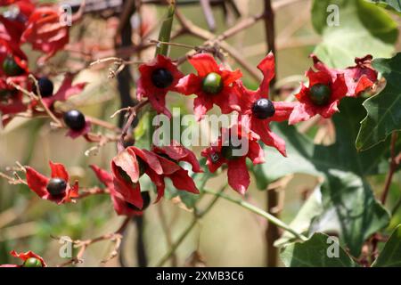 Farges' Harlekin glorybower (Clerodendrum trichotomum var. Fargesii) in Blüte : (Bild Sanjiv Shukla) Stockfoto