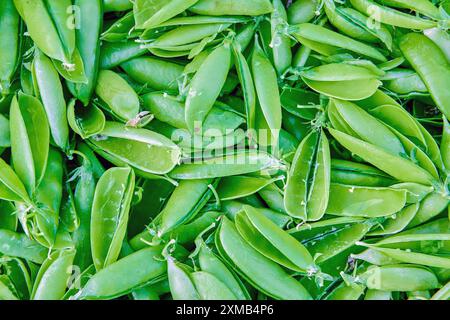 Schoten süßer Gartenerbsen nach dem Beschuss, leere grüne Schoten geöffnet. Stockfoto