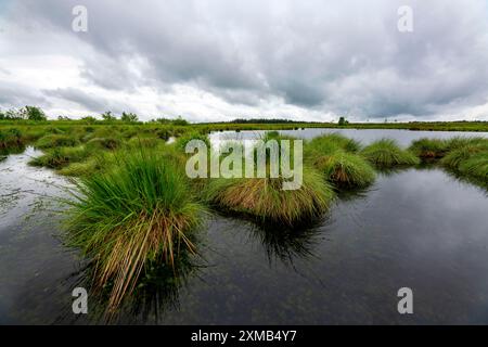 Das hohe Venn, Brackvenn, Hochmoor in Wallonien, Belgien, an der Grenze zu Deutschland Stockfoto