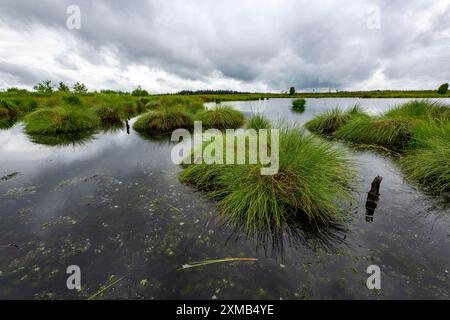 Das hohe Venn, Brackvenn, Hochmoor in Wallonien, Belgien, an der Grenze zu Deutschland Stockfoto