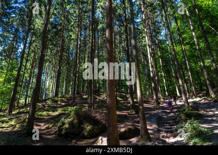 Fichtenwald, Nadelwald, in der Nähe des Dorfes Irrel, Eifel, Rheinland-Pfalz, Deutschland Stockfoto