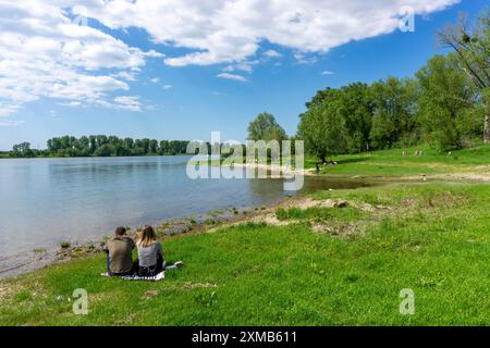 Naturpark Urdenbachen Kaempe, Kulturlandschaft Niederrhein mit bestäubten Weiden, Obstbäumen und Feuchtwiesen, zwischen Rhein und Alt Stockfoto