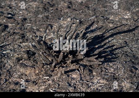 Die Folgen eines Waldbrandes im deutsch-niederländischen Grenzgebiet bei Niederkruechten-Elmpt im Naturschutzgebiet de Meinweg, Niederlande Stockfoto