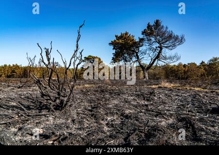 Die Folgen eines Waldbrandes im deutsch-niederländischen Grenzgebiet bei Niederkruechten-Elmpt im Naturschutzgebiet de Meinweg, Niederlande Stockfoto