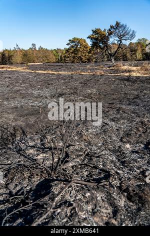 Die Folgen eines Waldbrandes im deutsch-niederländischen Grenzgebiet bei Niederkruechten-Elmpt im Naturschutzgebiet de Meinweg, Niederlande Stockfoto