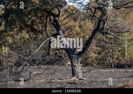 Die Folgen eines Waldbrandes im deutsch-niederländischen Grenzgebiet bei Niederkruechten-Elmpt im Naturschutzgebiet de Meinweg, Niederlande Stockfoto