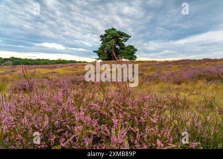 Die Westruper Heide, im Naturpark hohe Mark Westmünsterland, bei Haltern am See, Heideblüte, Nordrhein-Westfalen, Deutschland Stockfoto