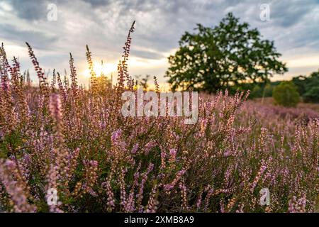 Die Westruper Heide, im Naturpark hohe Mark Westmünsterland, bei Haltern am See, Heideblüte, Nordrhein-Westfalen, Deutschland Stockfoto