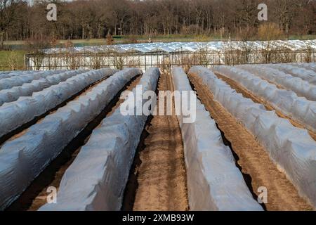 Landwirtschaft am Niederrhein, Frühsaison, Spargelanbau im Frühjahr, unter Kunststoffplatten, Folientunnel, Spargelfeld, Landschaft darunter Stockfoto